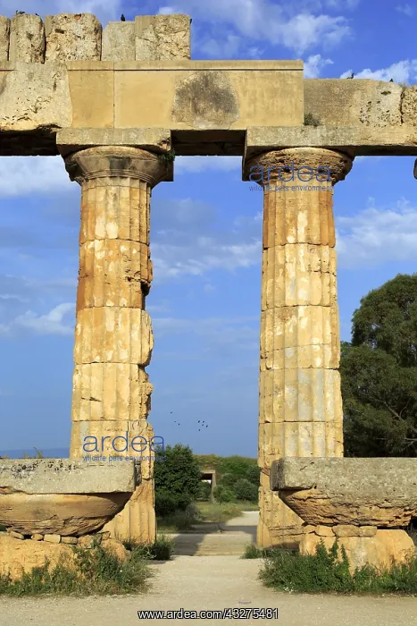 : geography / travel, Italy, Temple of Hera, Selinunte : geography / travel, Italy, Temple of Hera, Selinunte