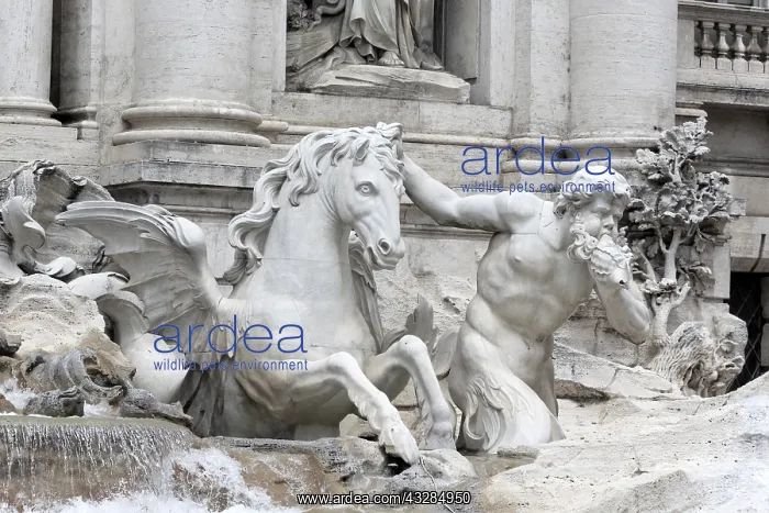 : geography / travel, Italy, Trevi Fountain, Rome : geography / travel, Italy, Trevi Fountain, Rome