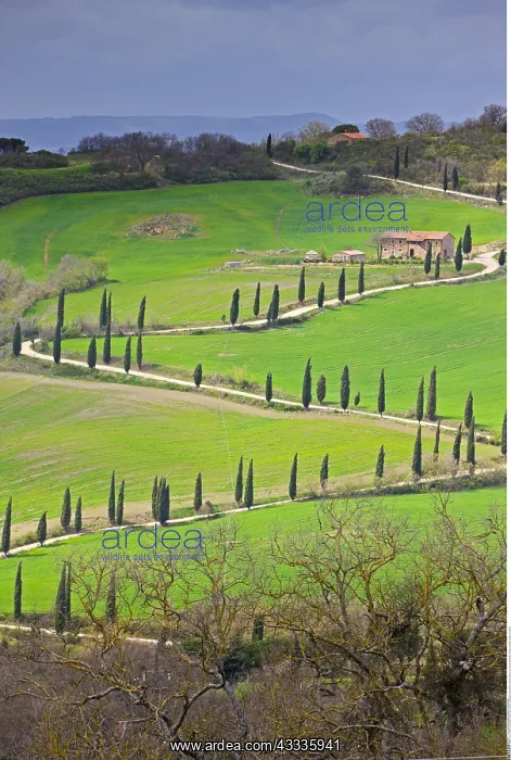 : geography / travel, Italy, Tuscany, Zigzagging road : geography / travel, Italy, Tuscany, Zigzagging road