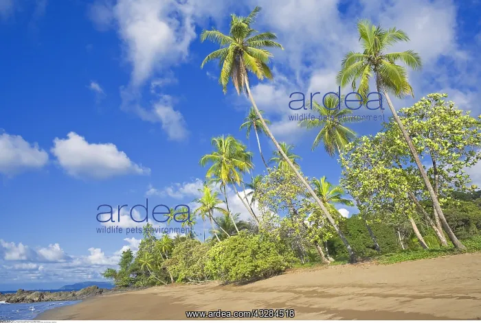 : geography / travel, Tropical beach, Bahia Drake : geography / travel, Tropical beach, Bahia Drake
