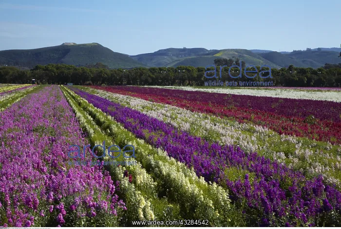 : geography / travel, USA, California, Flower Fields : geography / travel, USA, California, Flower Fields