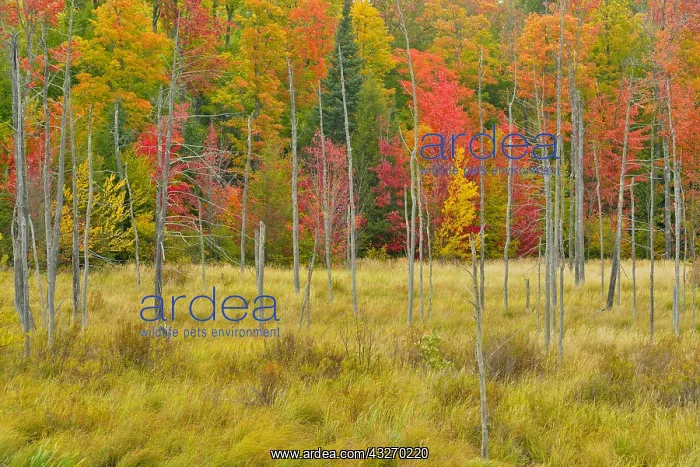 : geography / travel, USA, Michigan, near Marquette : geography / travel, USA, Michigan, near Marquette