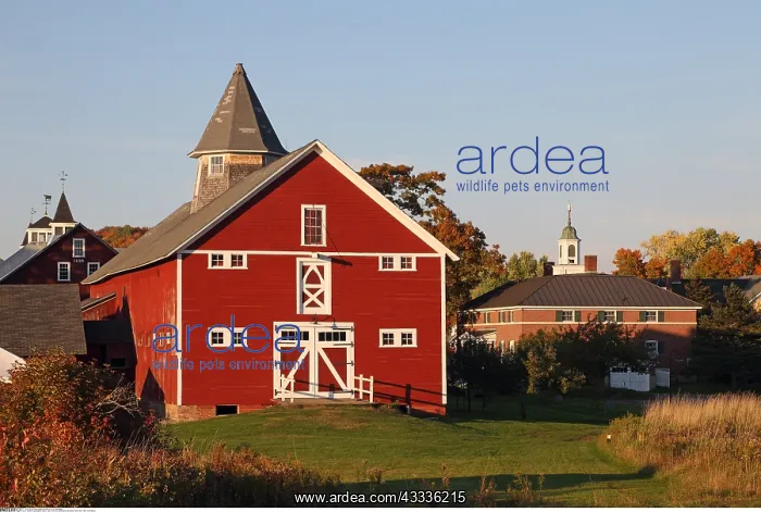 : geography / travel, USA, Vermont, East Burke, Mountain : geography / travel, USA, Vermont, East Burke, Mountain