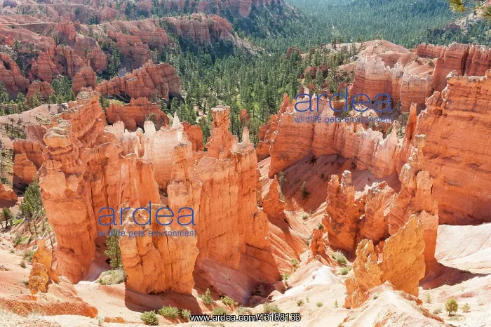 : Geology, erosion landscape, edge of the Paunsaugunt : Geology, erosion landscape, edge of the Paunsaugunt