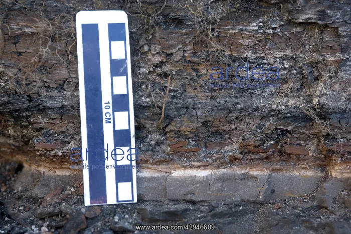 : GEOLOGY: K-T boundary - Close-up of the K-T boundary : GEOLOGY: K-T boundary - Close-up of the K-T boundary