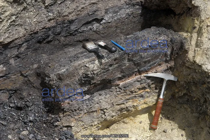 : GEOLOGY: K-T boundary - K-T boundary Sussex locality : GEOLOGY: K-T boundary - K-T boundary Sussex locality
