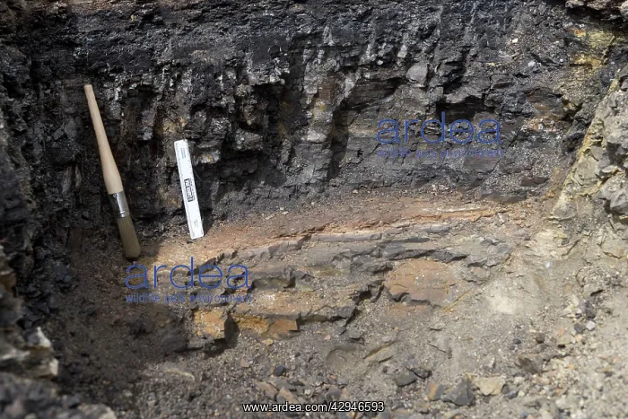 : GEOLOGY: K-T boundary - K-T boundary Sussex locality : GEOLOGY: K-T boundary - K-T boundary Sussex locality