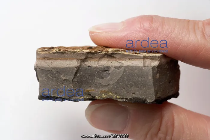 : GEOLOGY: K-T boundary - Sample of the K-T boundary : GEOLOGY: K-T boundary - Sample of the K-T boundary