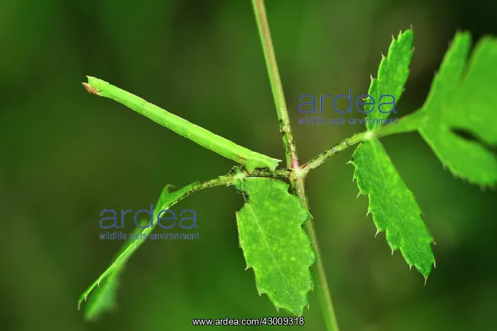 : Geometer caterpillar : Geometer caterpillar