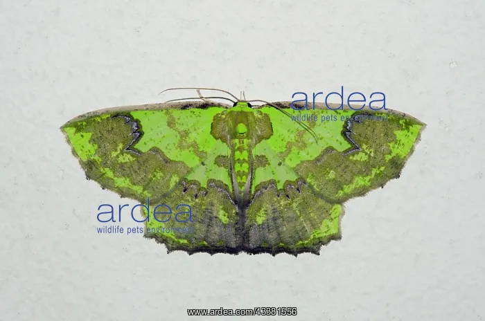 : Geometer Moth : Geometer Moth
