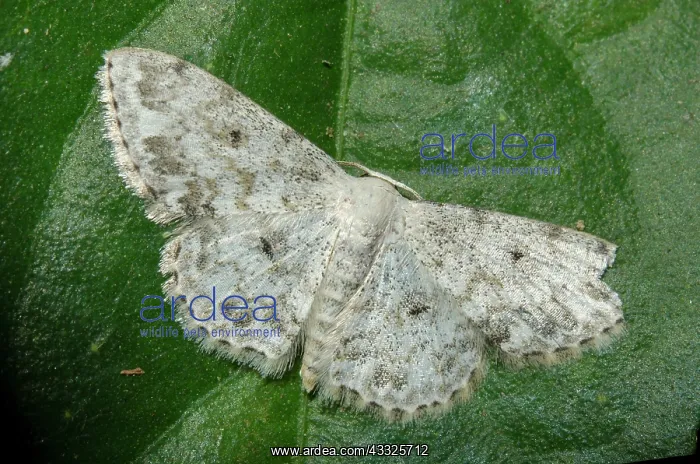 : Geometer Moth - Klungkung, Bali, Indonesia : Geometer Moth - Klungkung, Bali, Indonesia