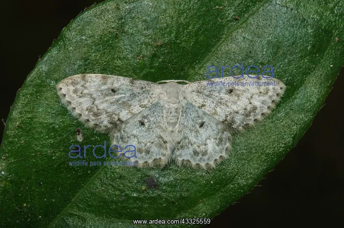 : Geometer Moth on leaf - Klungkung, Bali, Indonesia : Geometer Moth on leaf - Klungkung, Bali, Indonesia