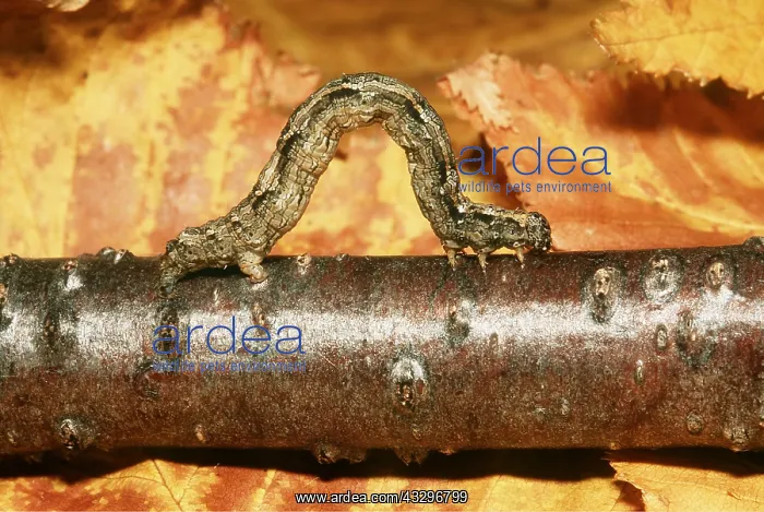 : Geometer Moth / Looper Caterpillar - on branch : Geometer Moth / Looper Caterpillar - on branch