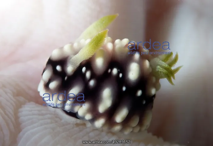 : Geometric Chromodoris Nudibranch - on Coral : Geometric Chromodoris Nudibranch - on Coral
