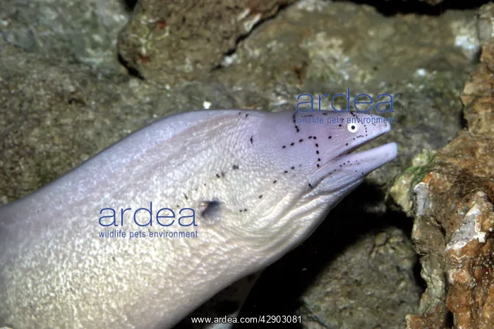 : Geometric Moray Eel : Geometric Moray Eel