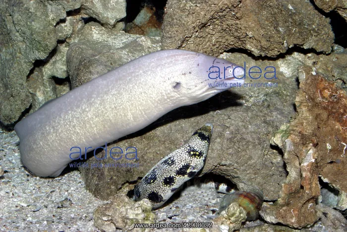 : Geometric Moray Eel and Floral Moray Eel (Echidna) : Geometric Moray Eel and Floral Moray Eel (Echidna)