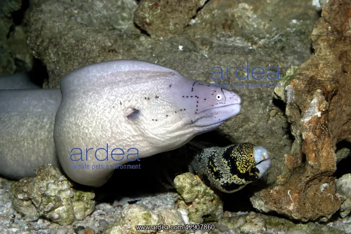 : Geometric Moray Eel and Floral Moray Eel (Echidna sp.) : Geometric Moray Eel and Floral Moray Eel (Echidna sp.)