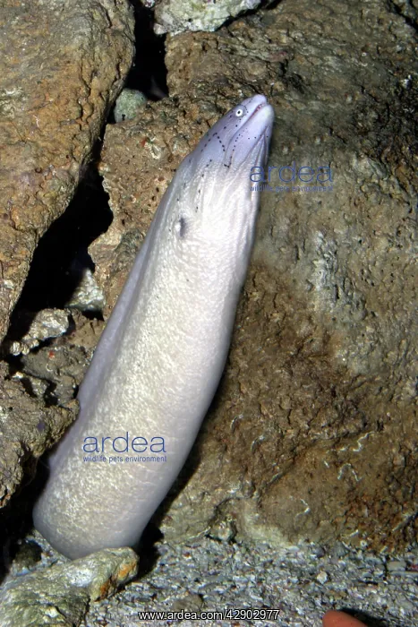 : Geometric Moray Eel - rearing from nest hole in rocks : Geometric Moray Eel - rearing from nest hole in rocks