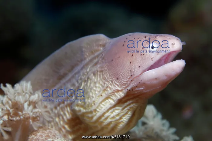 : Geometric Moray (Gymnothorax griseus), animal portrait : Geometric Moray (Gymnothorax griseus), animal portrait