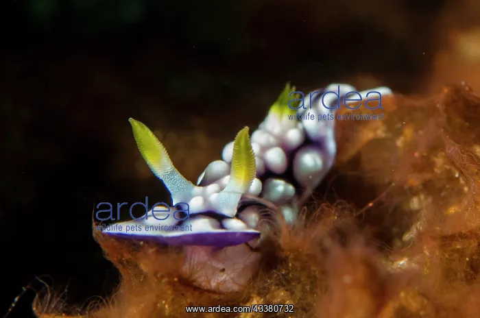 : Geometric Nudibranch - Sidem dive site, Tulamben : Geometric Nudibranch - Sidem dive site, Tulamben