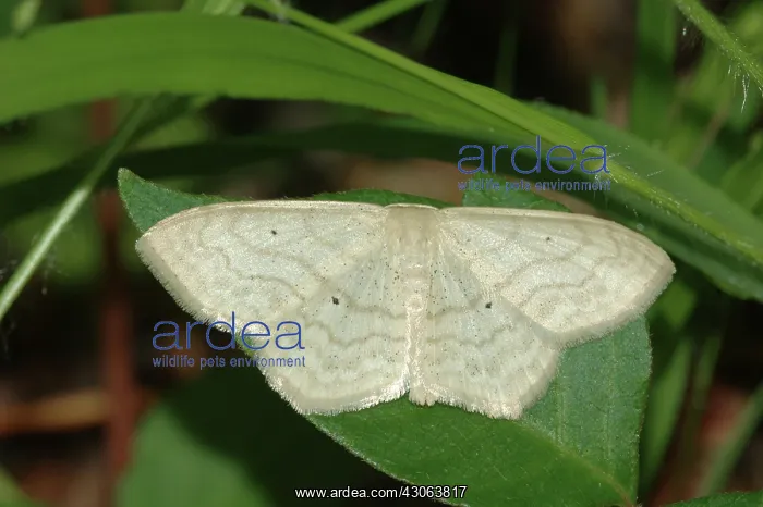 : Geometrid Moth : Geometrid Moth