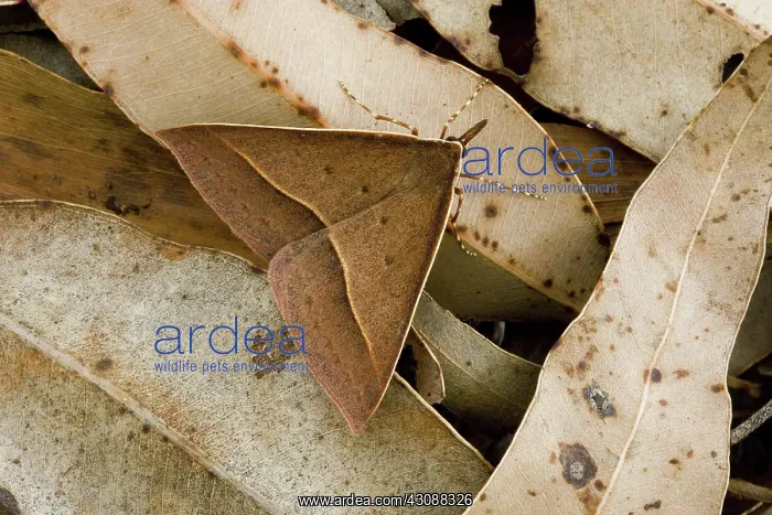 : Geometrid moth : Geometrid moth