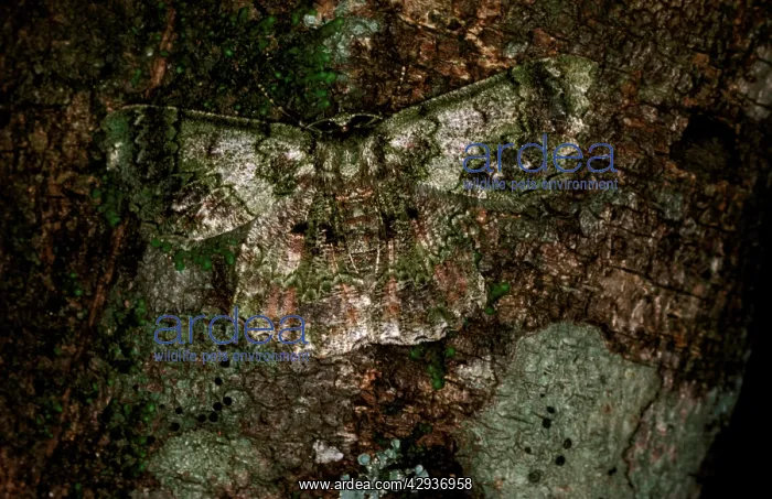 : Geometrid moth - camouflaged on tree trunk : Geometrid moth - camouflaged on tree trunk