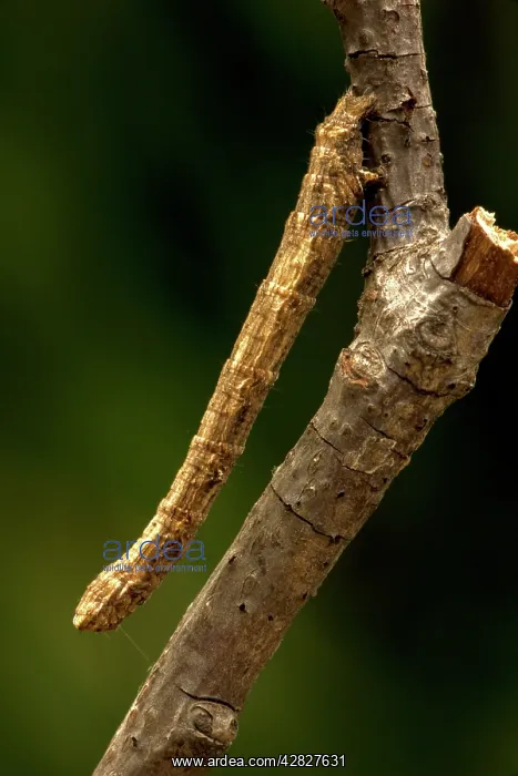 : Geometrid Moth Larva / Inchworm / Cankerworm-looper : Geometrid Moth Larva / Inchworm / Cankerworm-looper