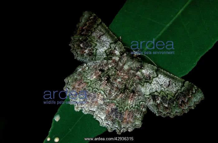 : Geometrid moth - on leaf at night : Geometrid moth - on leaf at night