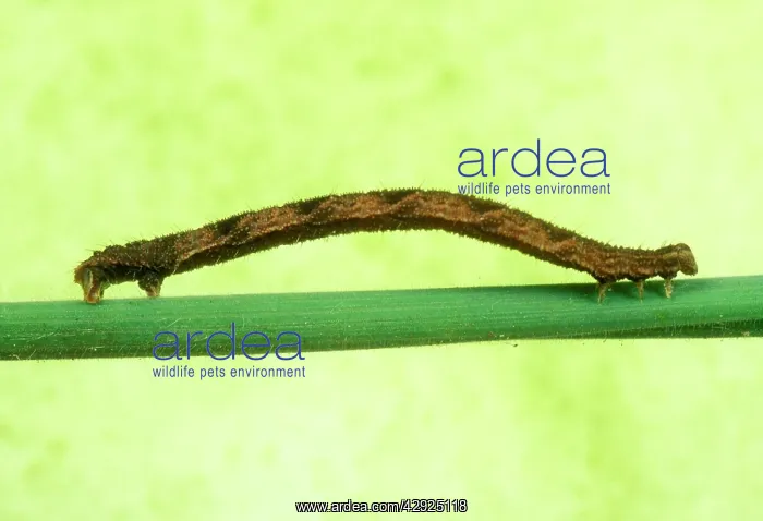 : Geometrid Moth / Looper Caterpillar : Geometrid Moth / Looper Caterpillar