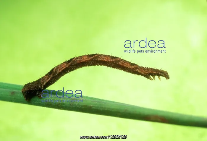 : Geometrid Moth / Looper Caterpillar : Geometrid Moth / Looper Caterpillar