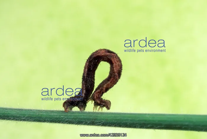 : Geometrid Moth / Looper Caterpillar - crawling : Geometrid Moth / Looper Caterpillar - crawling