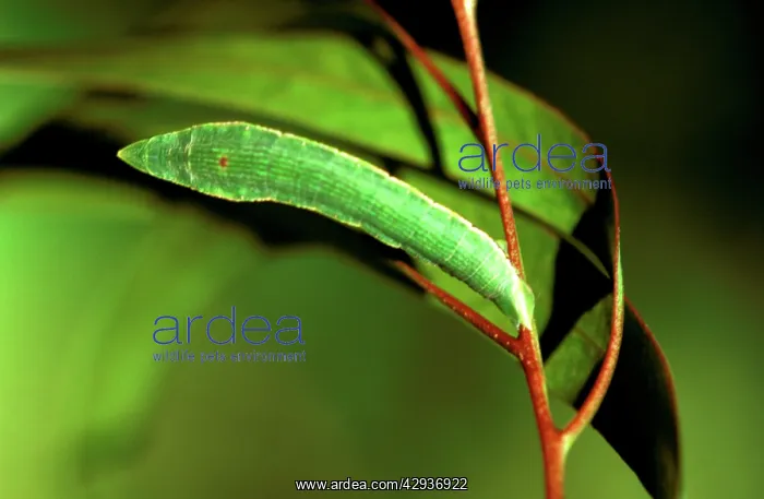 : Geometrid moth - looper caterpillar; it pupates : Geometrid moth - looper caterpillar; it pupates