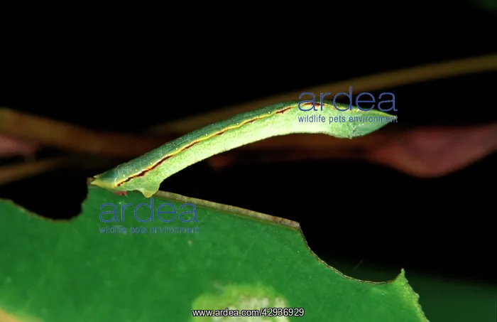 : Geometrid moth - looper caterpillar; it pupates : Geometrid moth - looper caterpillar; it pupates