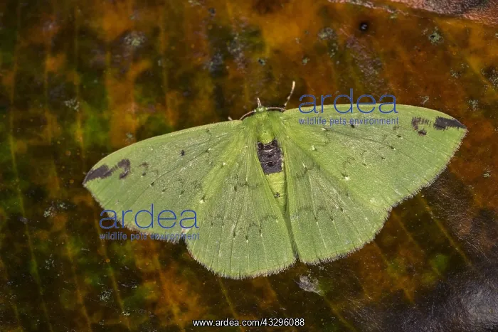 : Geometrid moth (Nemoria erina) Geometridae, Tatama : Geometrid moth (Nemoria erina) Geometridae, Tatama