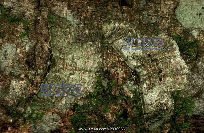 : Two Geometrid moth - scarcely discernible on tree trunk : Two Geometrid moth - scarcely discernible on tree trunk