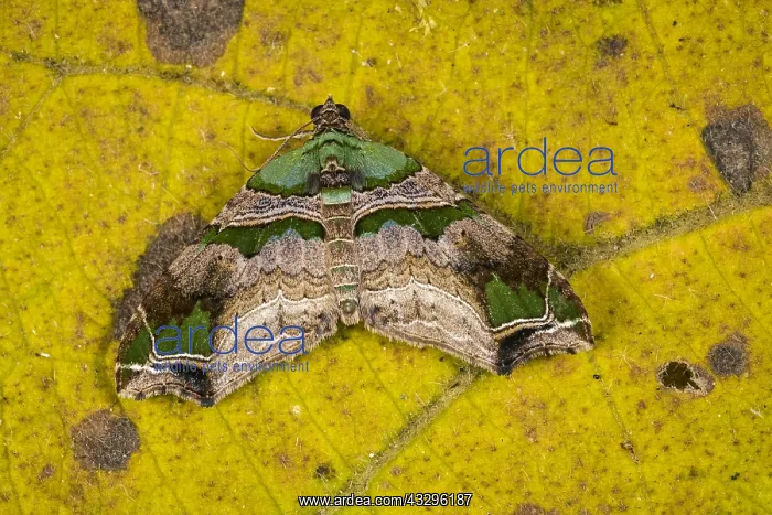 : Geometridae moth (Oligopleura sp.) Larentiinae : Geometridae moth (Oligopleura sp.) Larentiinae