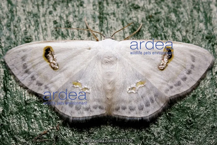 : Geometroid Moth : Geometroid Moth