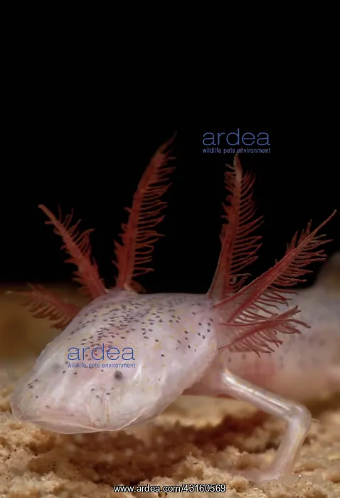 : Georgia Blind Salamander : Georgia Blind Salamander