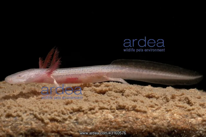 : Georgia Blind Salamander : Georgia Blind Salamander
