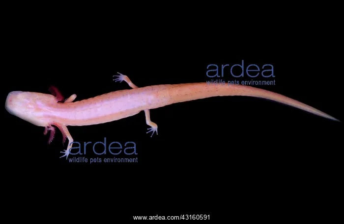 : Georgia Blind Salamander : Georgia Blind Salamander