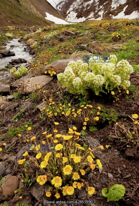 : Georgian Butterbur - with Common Coltsfoot in the : Georgian Butterbur - with Common Coltsfoot in the