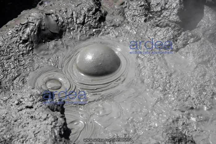 : Geothermal Activity - close-up of boiling mud : Geothermal Activity - close-up of boiling mud