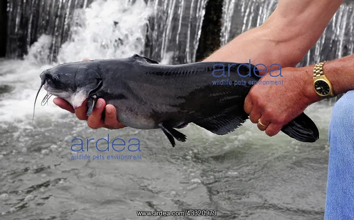 : Geothermal Farm-Raised Channel Catfish : Geothermal Farm-Raised Channel Catfish