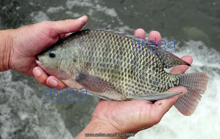 : Geothermal Farm-Raised Tilapia, Idaho : Geothermal Farm-Raised Tilapia, Idaho