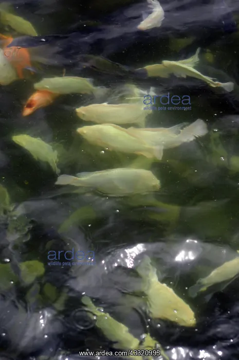 : Geothermal Tilapia Farm Pond, Idaho : Geothermal Tilapia Farm Pond, Idaho