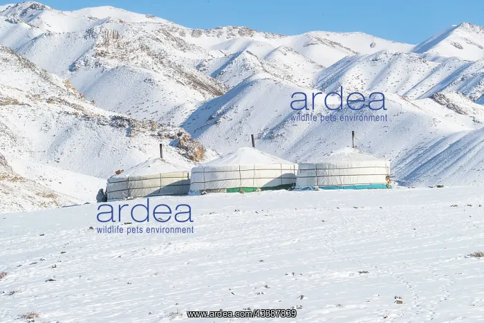 : GER CAMP, YURT : GER CAMP, YURT