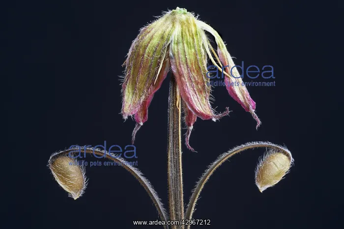 : Geranium, Armenium cranesbill, Geranium psilostemon : Geranium, Armenium cranesbill, Geranium psilostemon