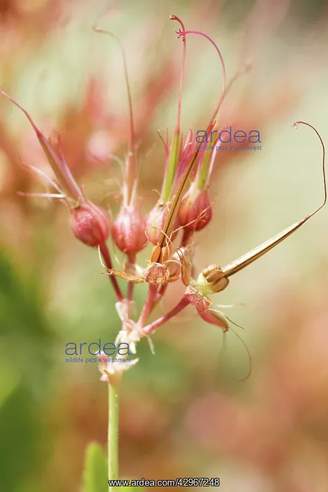 : Geranium, Armenium cranesbill, Geranium psilostemon : Geranium, Armenium cranesbill, Geranium psilostemon
