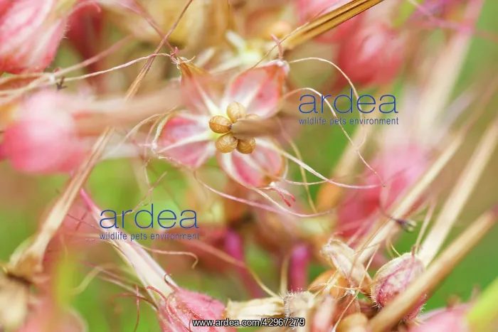: Geranium, Armenium cranesbill, Geranium psilostemon : Geranium, Armenium cranesbill, Geranium psilostemon